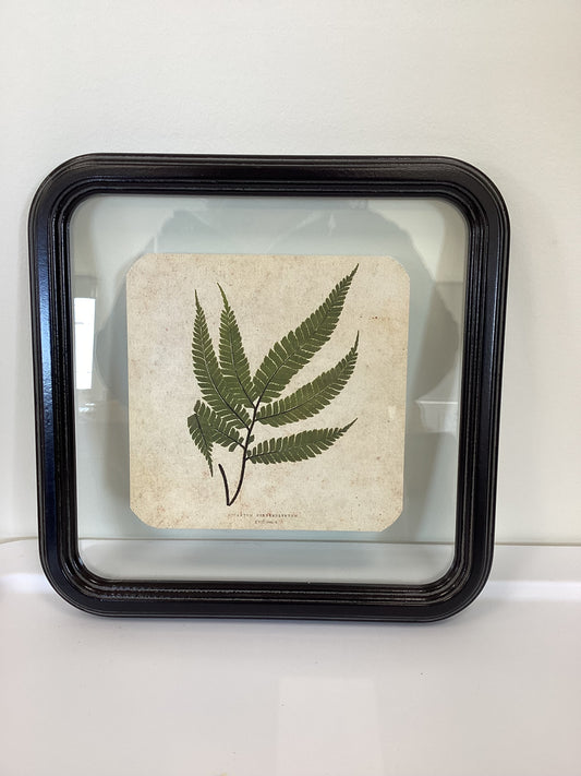 Framed Fern Square
