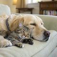 Load image into Gallery viewer, Pet Loss Gift - Pawprint Memories Stained-Glass Star 7716