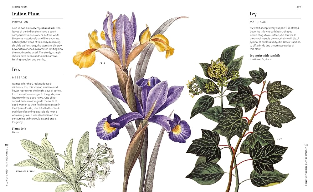 Flowers And Their Meanings