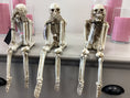 Load image into Gallery viewer, See No Evil, Speak No Evil, Hear No Evil Skeleton Decor