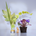 Load image into Gallery viewer, Magnolia Violet Eau de Parfum Travel Spray