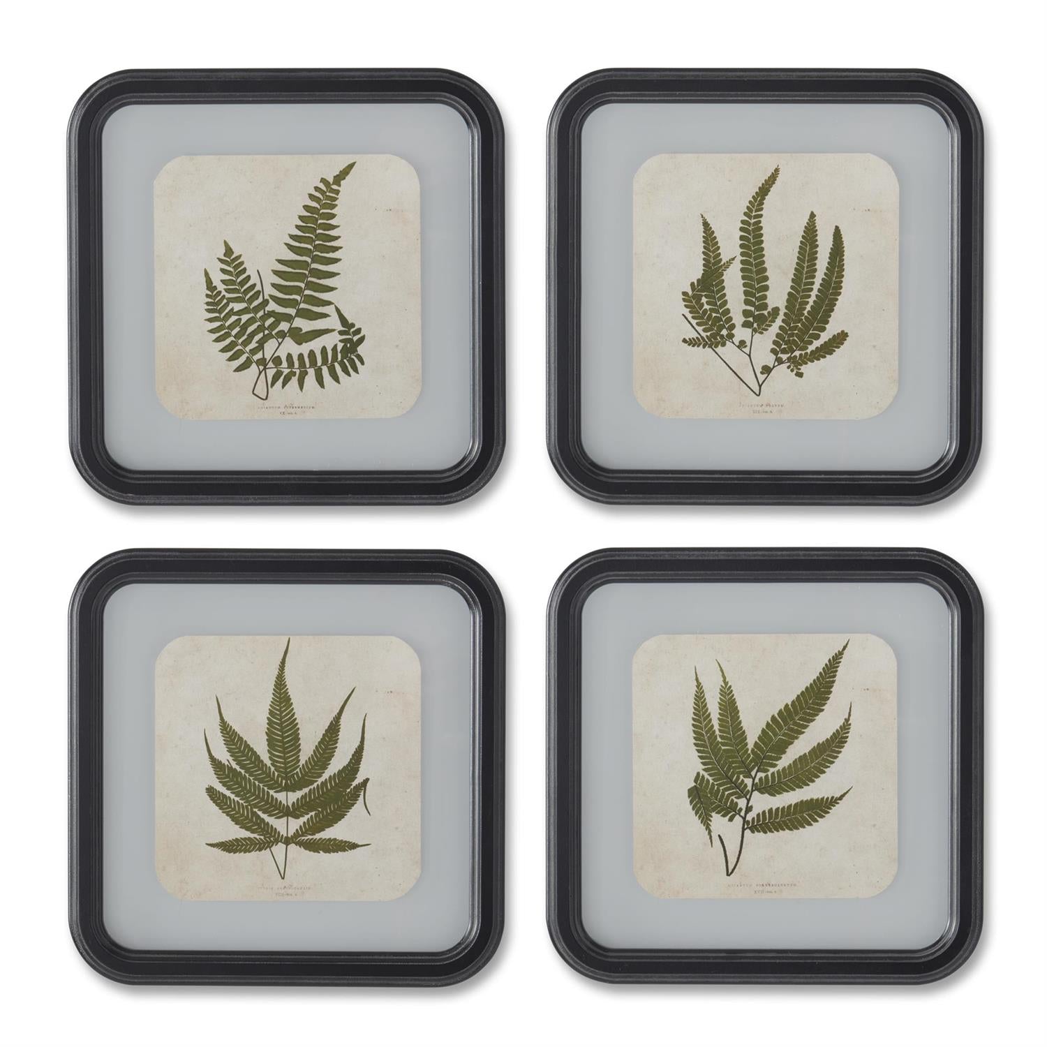 Framed Fern Square