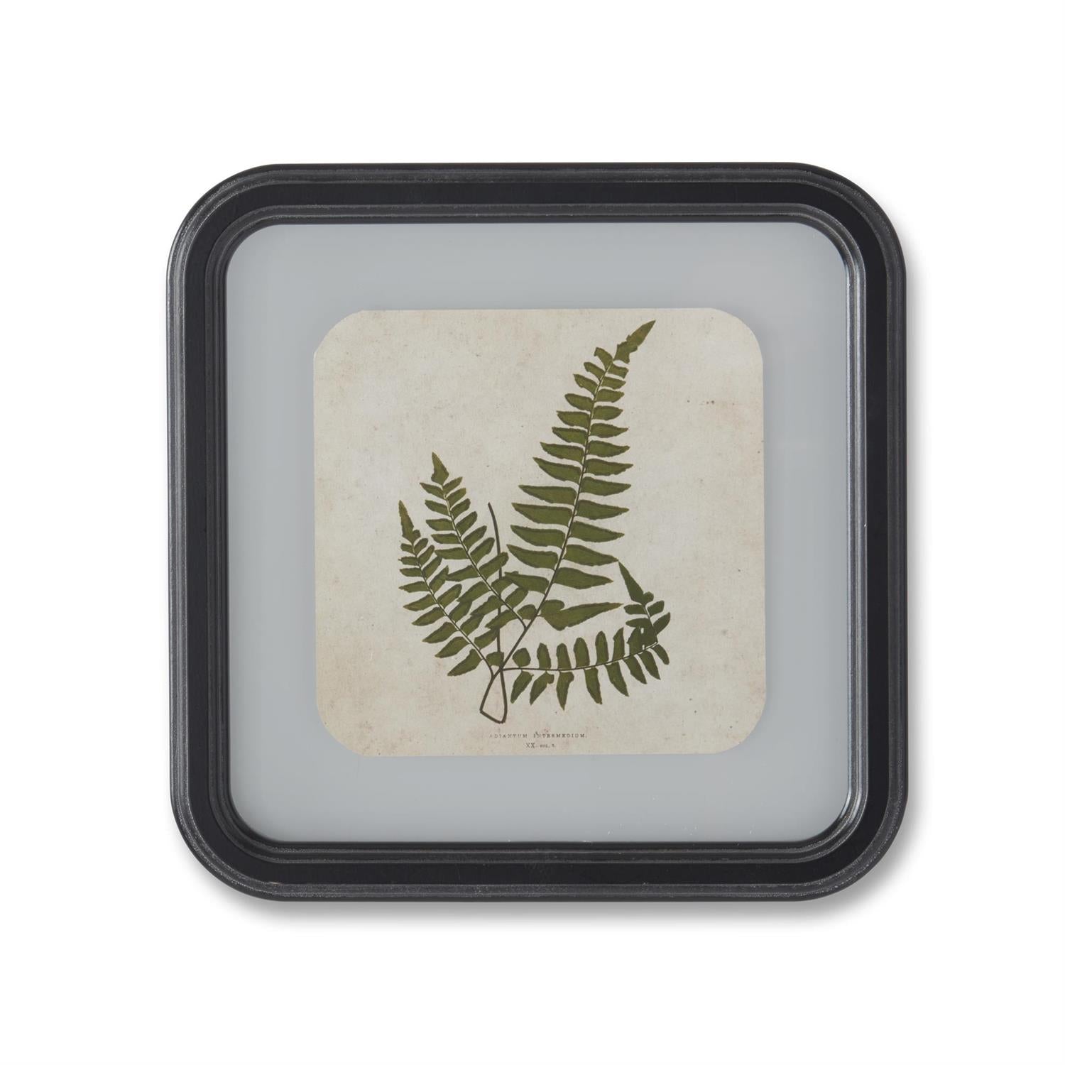 Framed Fern Square