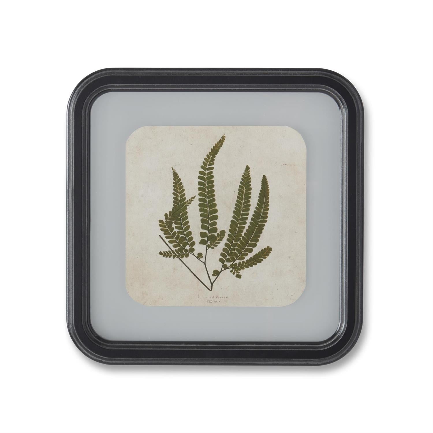 Framed Fern Square