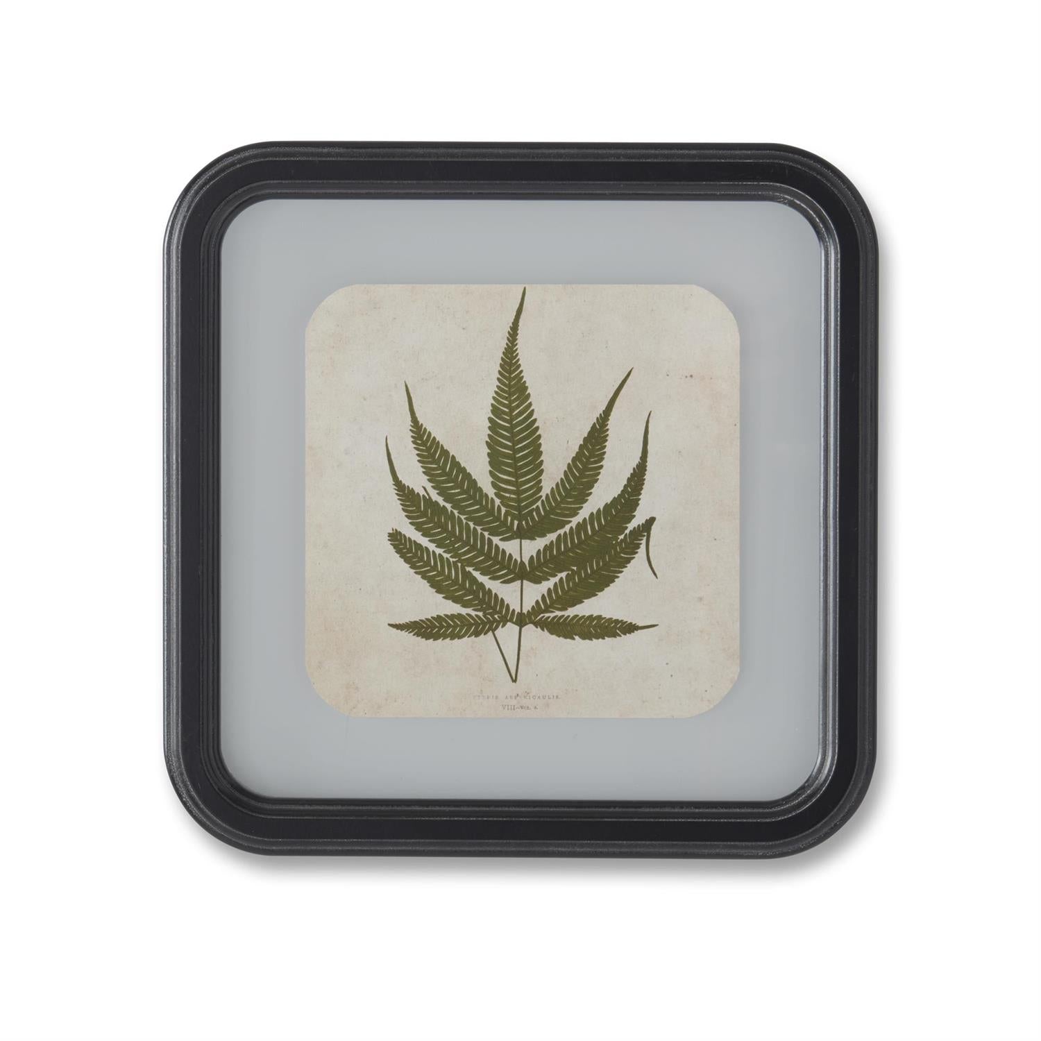 Framed Fern Square