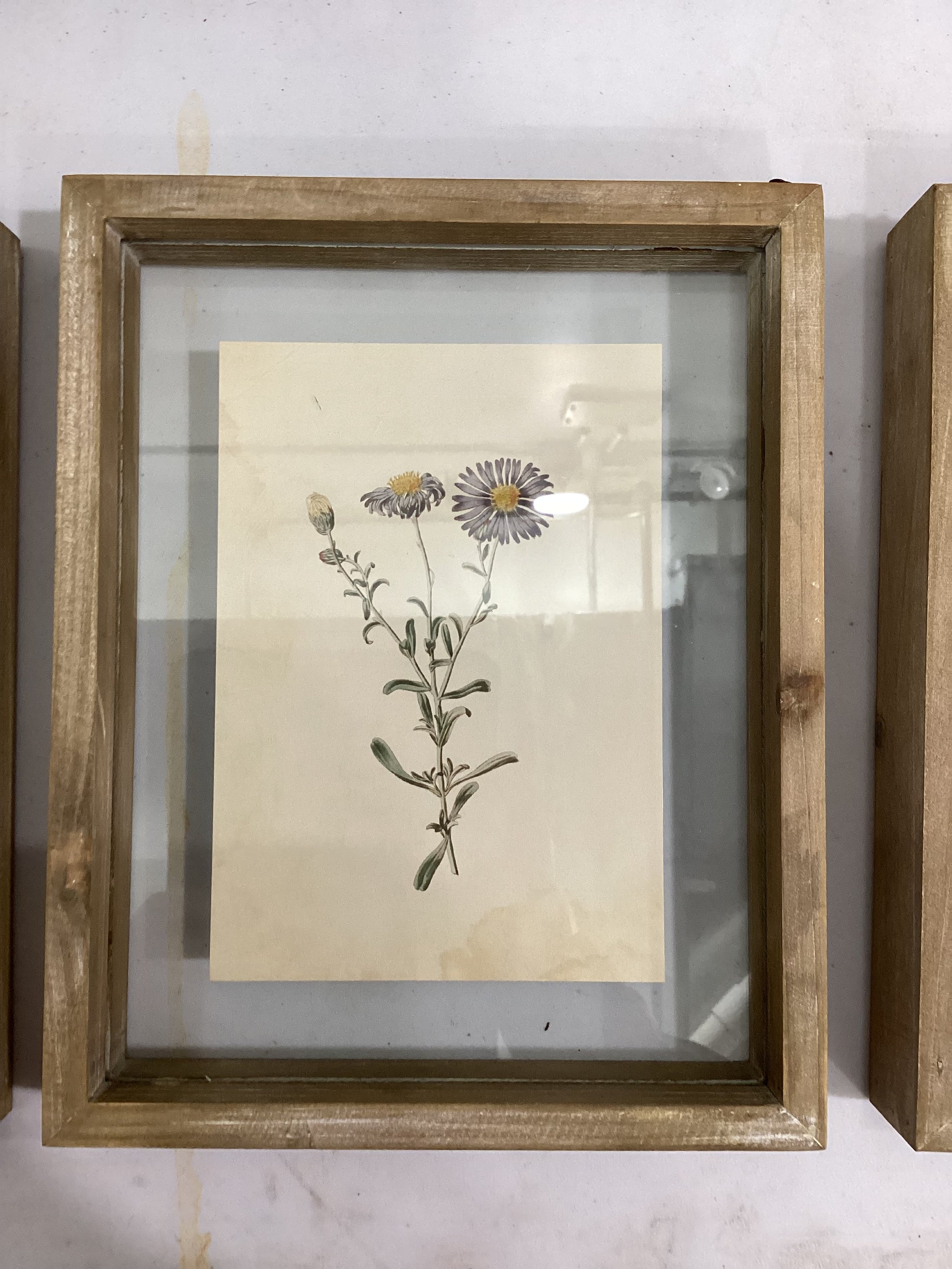 Framed Flower Shadow boxes