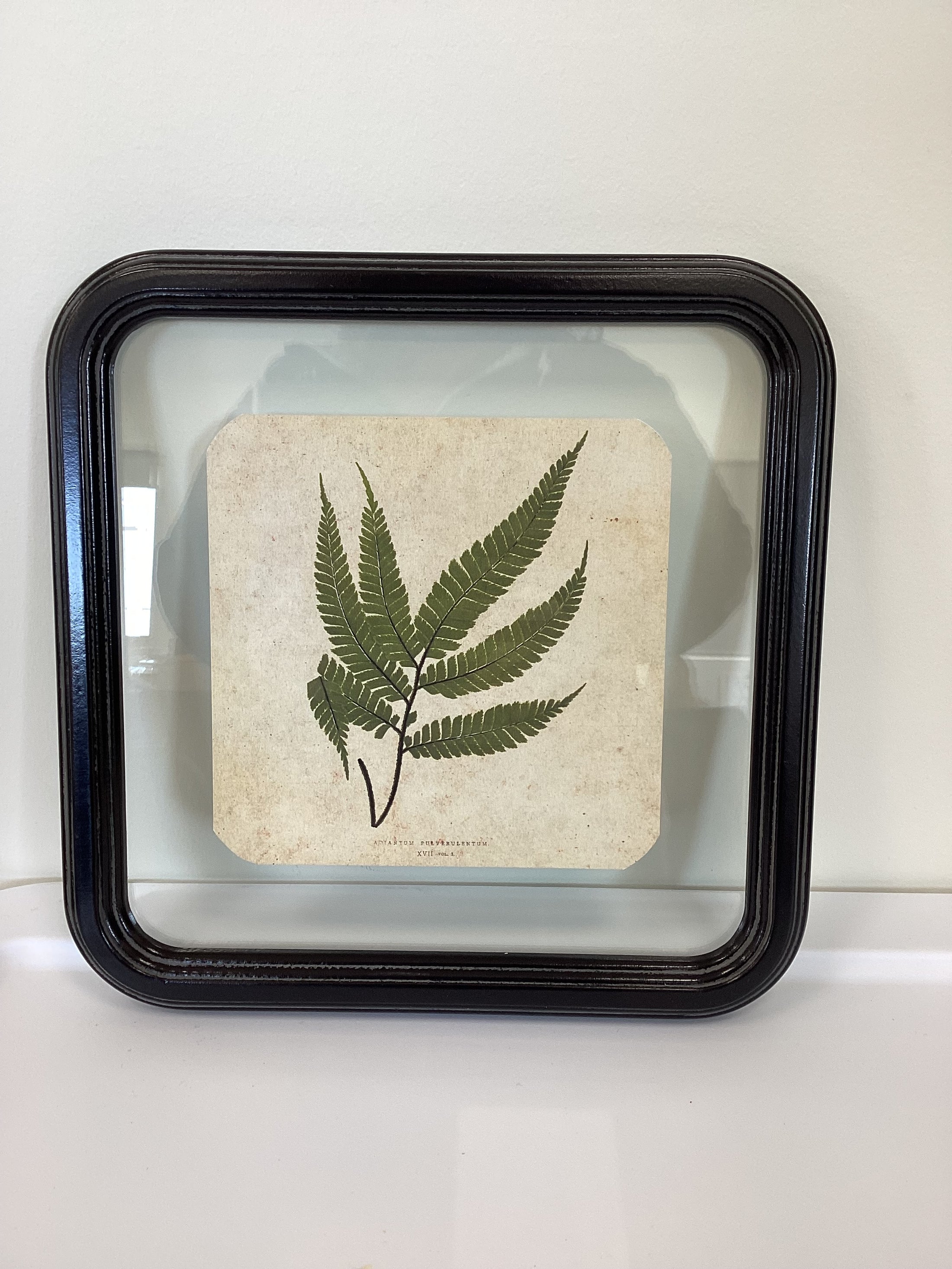 Framed Fern Square