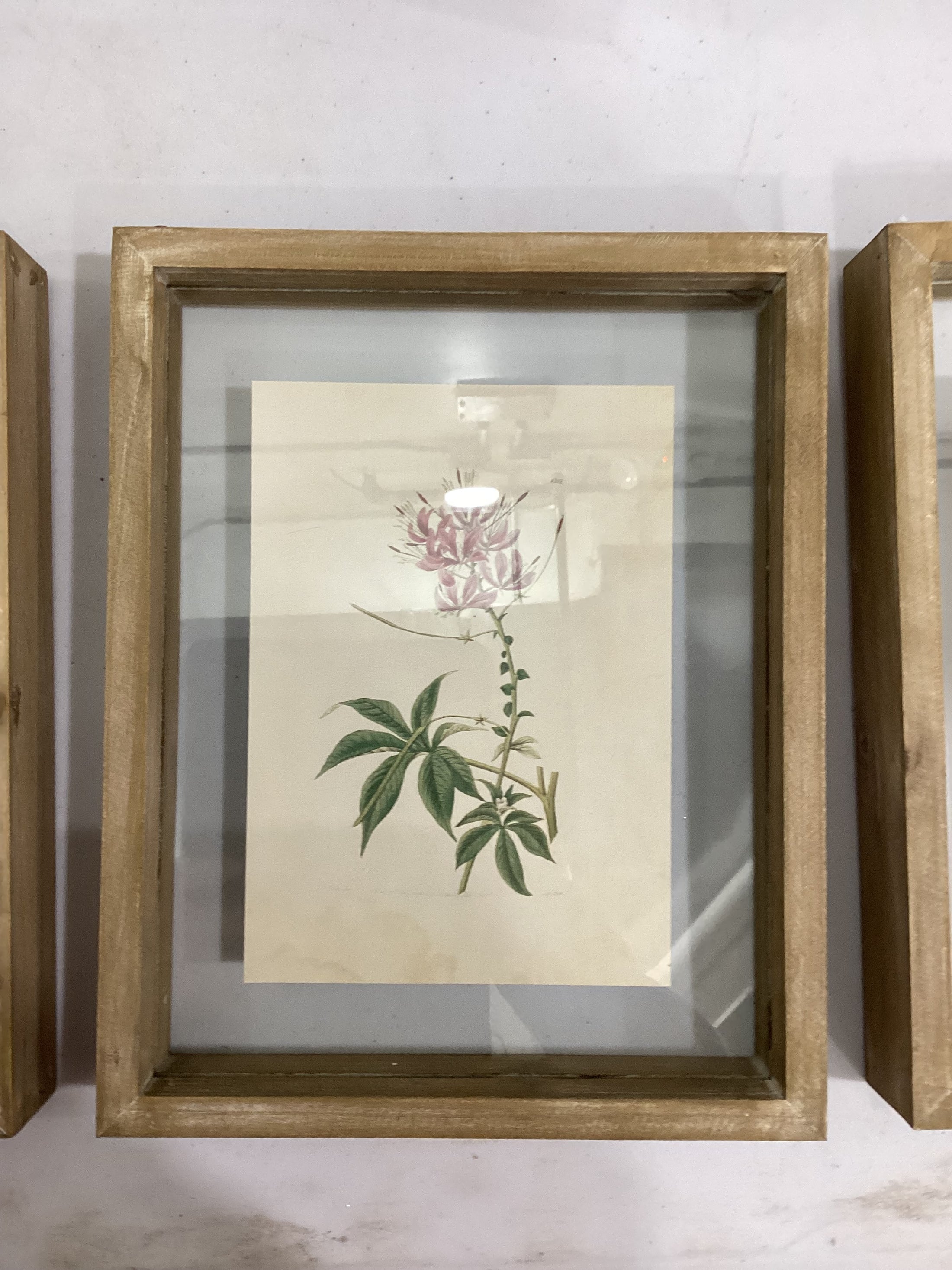 Framed Flower Shadow boxes