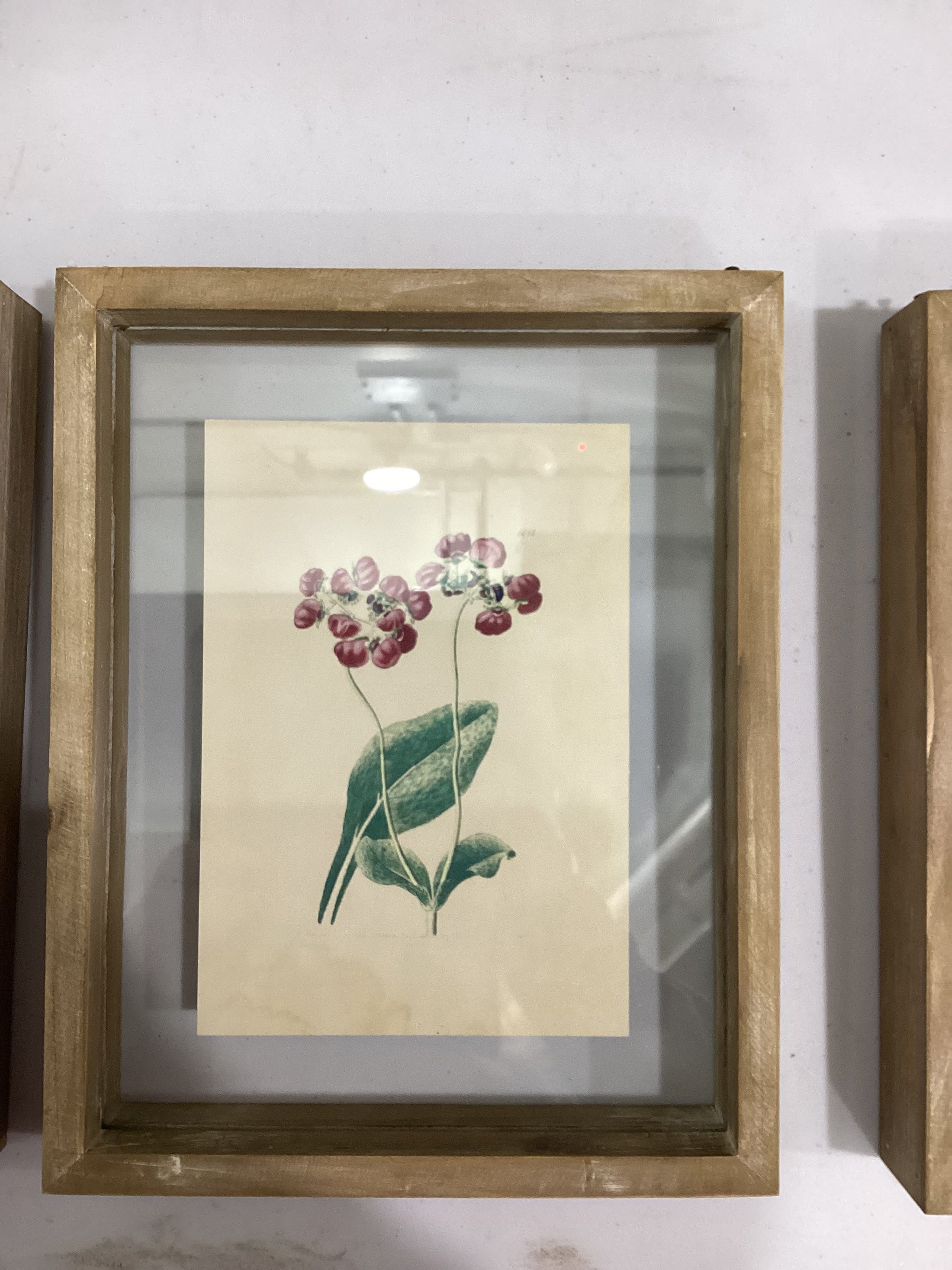 Framed Flower Shadow boxes