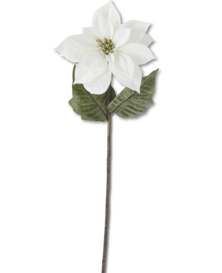 White Poinsettia Stem