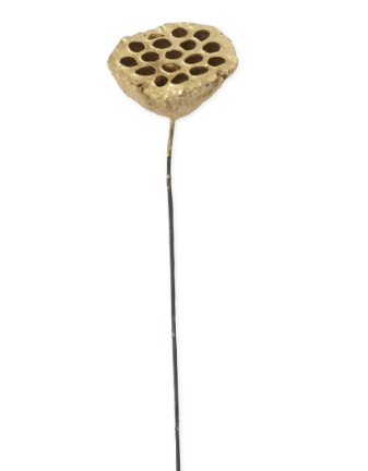 Gold Lotus Seedpod Stem