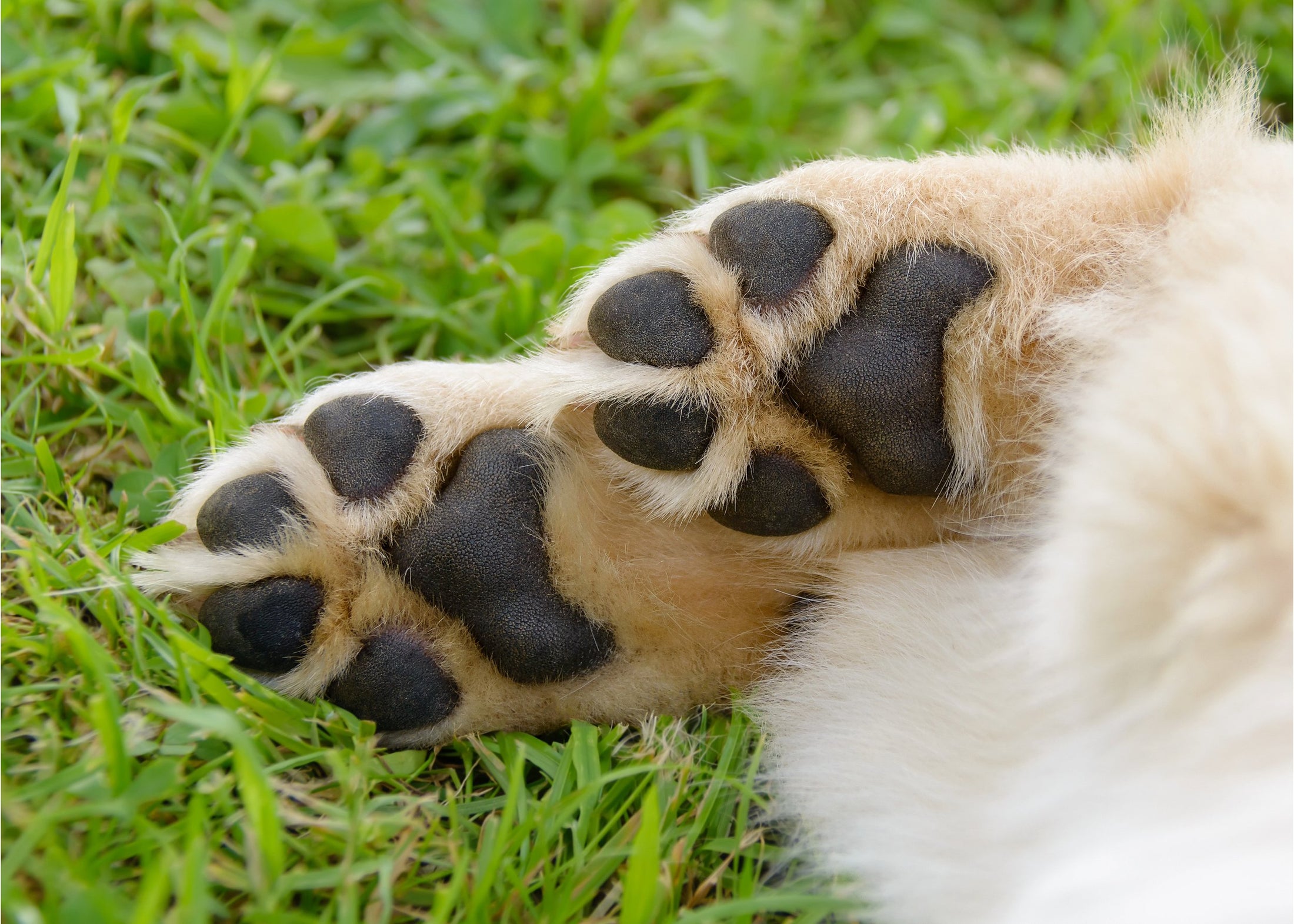 Mixture Pet Healing Paw Balm